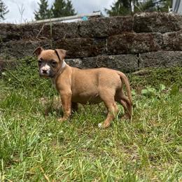 Girl 1 (Fj) - Fawn female American Pit Bull Terrier puppy in Stanwood, Washington from Barajas Family Ranch