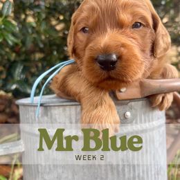 Mr. Blue - Red  male Goldendoodle puppy in Pensacola, Florida from Ruby Pupper Doodles