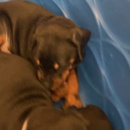 Dachshund and Doberman Pinscher Puppies from Cornerstone Dobermans and Dachshunds