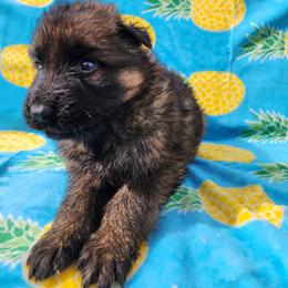 Fender - Sable male German Shepherd puppy in Los Lunas, New Mexico from Mali's German Shepherds LLC