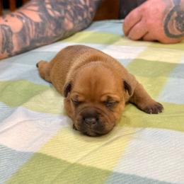 Female 1 - Red female Staffordshire Bull Terrier puppy in Lakeland, Florida from English Creek Staffords