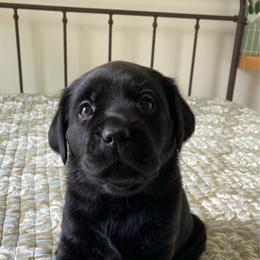 Ms. Orange - Black female Labrador Retriever puppy in New Hanover, New Jersey from Misty Labs