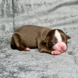Cupid - Red tri male Toy Australian Shepherd puppy in Lincoln, California from Country Dreams Mini Aussies