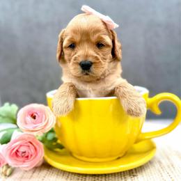Shakira - Red female Australian Labradoodle puppy in Denton, Texas from Liberty Hill Labradoodles