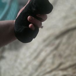 Princess - Black female Goldendoodle puppy in Pleasant Hill, Iowa from Courtney Nicole's Mal Shihs