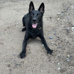 iisa - German Shepherd