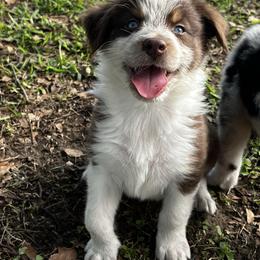 Boy 6 - Red tri-color male Australian Shepherd puppy in Lakeland, Florida from Infinite Aussies