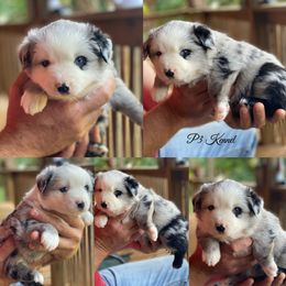 Miniature Australian Shepherd and Toy Australian Shepherd Puppies from P3 Toy and Miniature Australian Shepherd’s