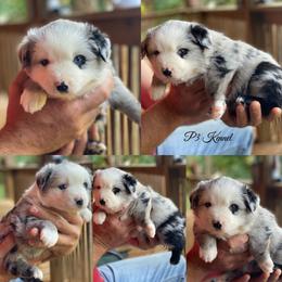 Miniature Australian Shepherd and Toy Australian Shepherd Puppies from P3 Toy and Miniature Australian Shepherd’s