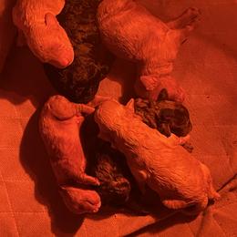 Goldendoodle and Poodle Puppies from King’s  Castle of Doodles