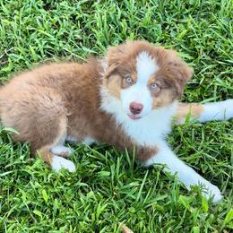 AKC Cany - Red tri-color female Australian Shepherd puppy in Call, Tx, Texas from Stover's Australian Shepherd's, LLC
