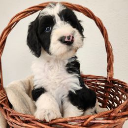 Henrietta - Gray and white female Sheepadoodle puppy in Lehi, Utah from Iroz doodles