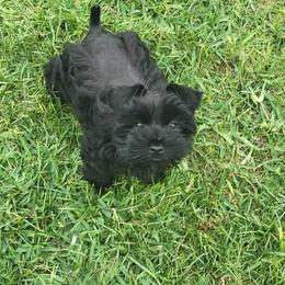 Miniature Schnauzer Puppies from Schnauzers Paradise USA