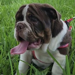 Bulldogs from Jandjsbullpack