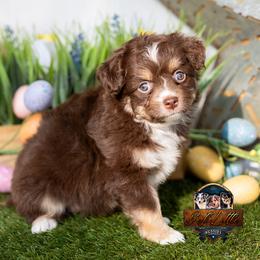 Aurora - Red tri-color female Miniature American Shepherd puppy in Granbury, Texas from Best Little Aussies