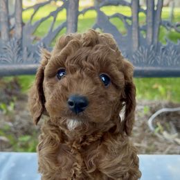 Taffy - Apricot male Cavapoo puppy in Mona, Utah from Hearts Full of Puppies