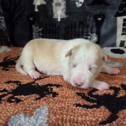 Esme - Gold female Border Collie puppy in Gary, Indiana from Lake Ridge Border Collies