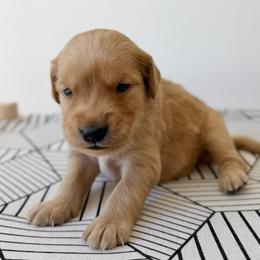 Hancock - Orange - Dark golden male Golden Retriever puppy in San Martin, California from Church Creek Retrievers