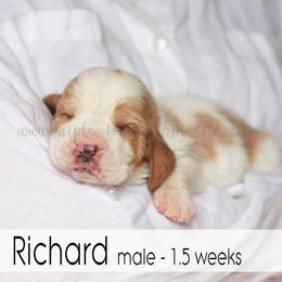Richard - Red and white male Basset Hound puppy in Jefferson City, Missouri from Triple Hill Farm