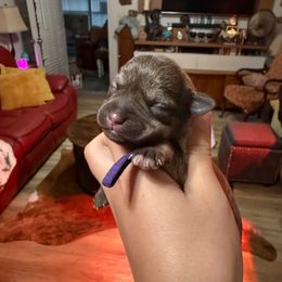 Girl 1 - Liver female Miniature Schnauzer puppy in Brownwood, Texas from Texas Dreams Mini Schnauzers