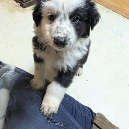 Boy 3 - male Australian Shepherd puppy in Citra, Florida from AEW Farm