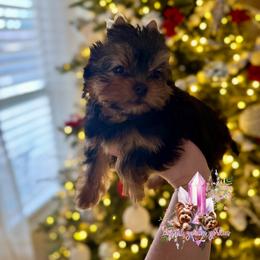 Topaz (Ready Soon) - Black and tan female Yorkshire Terrier puppy in Pittsburg, California from Crystal Garden Yorkies
