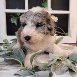 Aussiedoodle and Goldendoodle Puppies from Hunting Creek Kennels