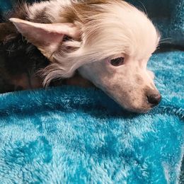Chihuahua and Chinese Crested Puppies from Western Kentucky Chihuhua and Chinese Crested