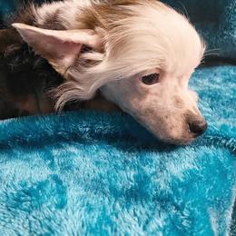 Chihuahua and Chinese Crested Puppies from Western Kentucky Chihuhua and Chinese Crested