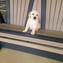 Ella - Yellow female Labrador Retriever puppy in Woodburn, Indiana from Marlene's Labrador Retrievers
