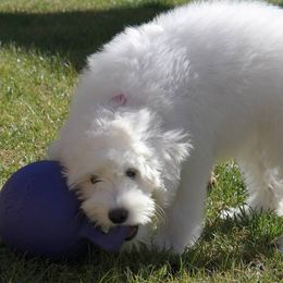 "English Goldendoodle Puppy from Moss Creek Goldendoodles" Goldendoodle and Schnoodle Puppies from Moss Creek Goldendoodles