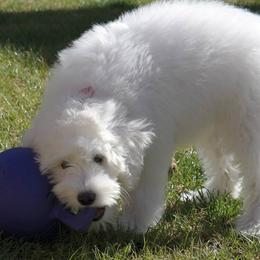 "English Goldendoodle Puppy from Moss Creek Goldendoodles" Goldendoodle and Schnoodle Puppies from Moss Creek Goldendoodles