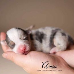 American Corgis and Pembroke Welsh Corgis from Constellation Corgi