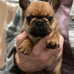 Bulldog and French Bulldog Puppies from Kansas Grand St English & French Bulldogs
