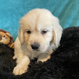Paco - Light golden male Golden Retriever puppy in Ennis, Texas from Amberidge Golden Retrievers