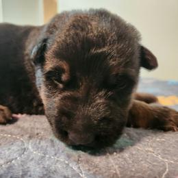 Boy 3 - Black and red male German Shepherd puppy in Longview, Washington from Bunkerhill Shepherds