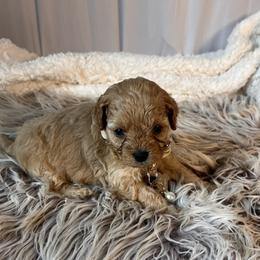 Oliver Hayes - male Cavapoochon puppy in Fairmont, West Virginia from Ruby Heirloom Companions