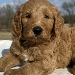 Chip - Apricot male Goldendoodle puppy in Osage City, Kansas from Golden Ridge Goldens