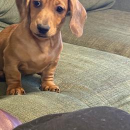 Red dapple - Dapple male Dachshund puppy in Rome, Georgia from Jade’s Dachshunds