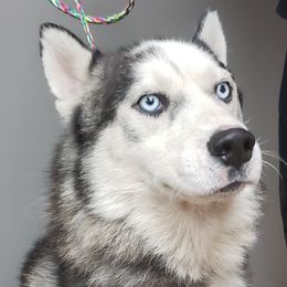 Igor - Siberian Husky