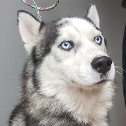Igor - Siberian Husky