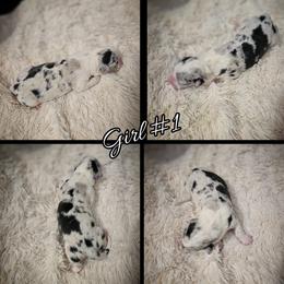 Girl 1 - Blue merle and white female Cardigan Welsh Corgi puppy in Natchitoches. La, Louisiana from Bleu Bayou Corgis