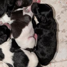 Buttercup - Black female Miniature Schnauzer puppy in Paris, Texas from Black Star Farm
