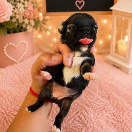 Sparkler - Black and white female Chihuahua puppy in Parkland, Washington from Chihuahuas