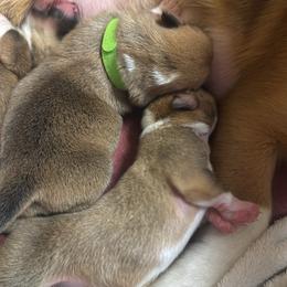 Abu - Sable male Pembroke Welsh Corgi puppy in San Antonio, Texas from Moonrise