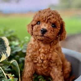 Samson - Apricot male Poodle puppy in Milton Freewater, Oregon from Blue Mountain Poodles