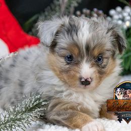 Lapis - Blue merle male Toy Australian Shepherd puppy in Granbury, Texas from Best Little Aussies