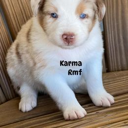 Karma - Red merle female Australian Shepherd puppy in Magee, Mississippi from Paint ByNumbers Ranch
