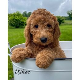 Usher - Red  male Goldendoodle puppy in State Road, North Carolina from Must Love Doodles
