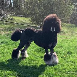 Buddy  - Bernedoodle